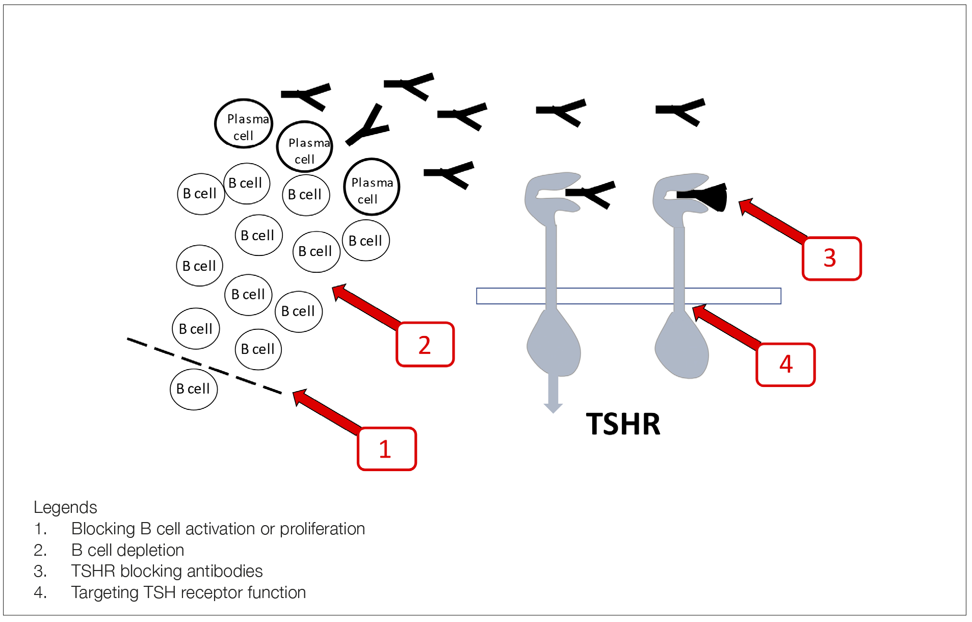 Figure 1 novel therapeutic avenues in graves hyperthyroidism